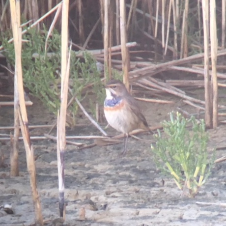 Bluethroat