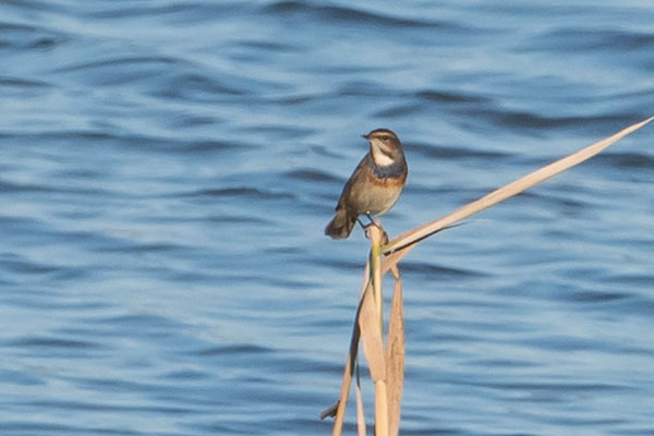 Bluethroat