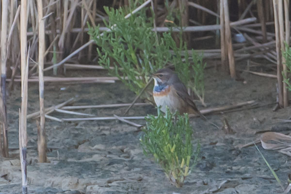 Bluethroat