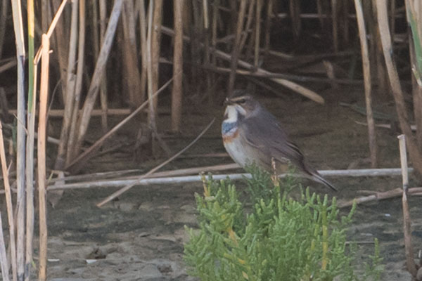 Bluethroat