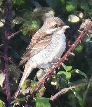 Red-backed Shrike