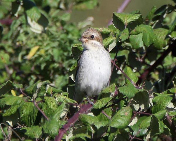 Red-backed Shrike