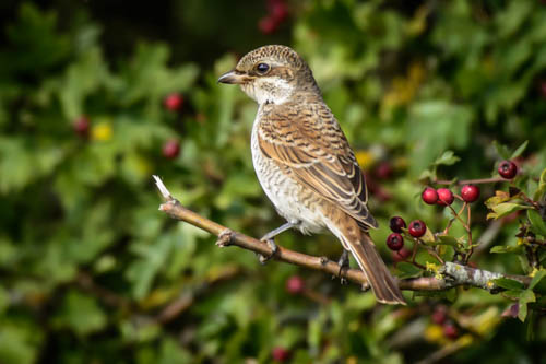 Red-backed Shrike