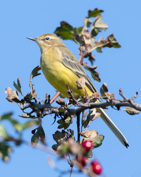 Yellow Wagtail