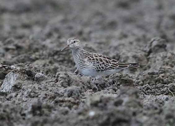 Pectoral Sandpiper