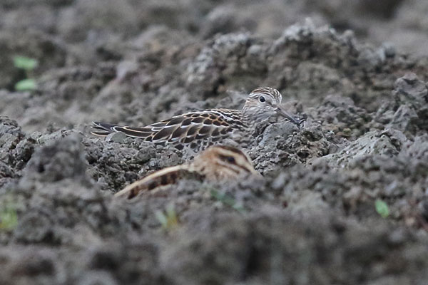 Pectoral Sandpiper