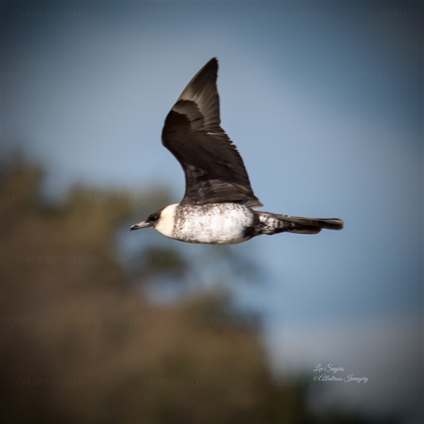 Pomarine Skua