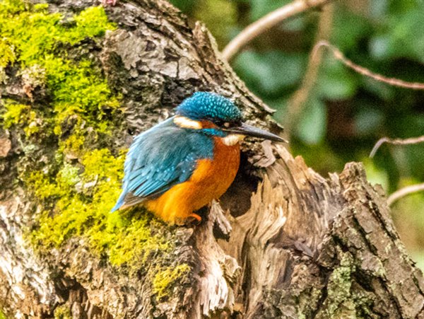 Kingfisher