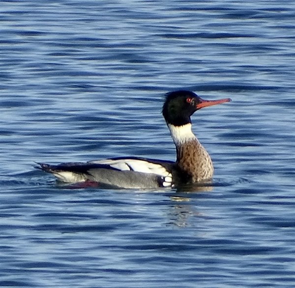 Red-breasted Merganser