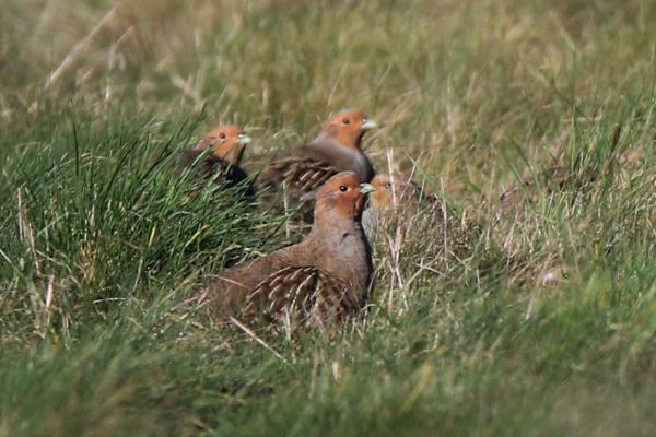 Grey Partridge