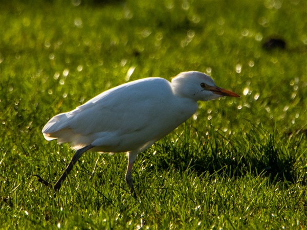 Cattle Egret