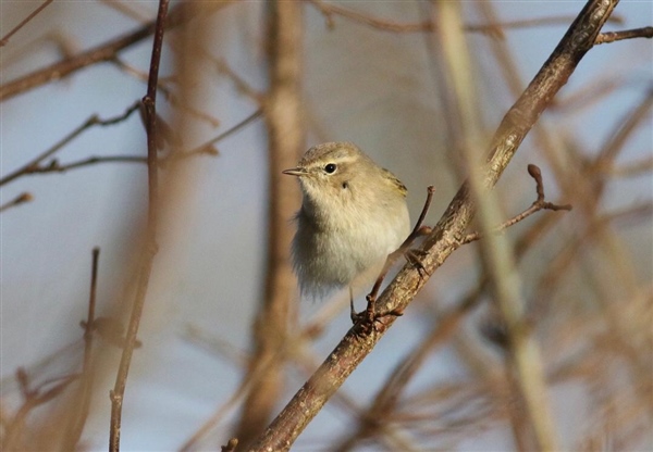 Siberian Chiffchaff