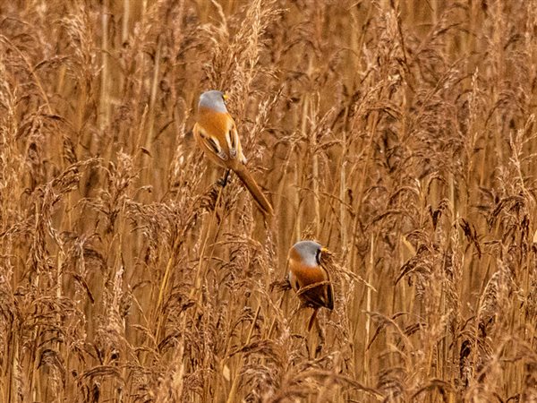 Bearded Tit