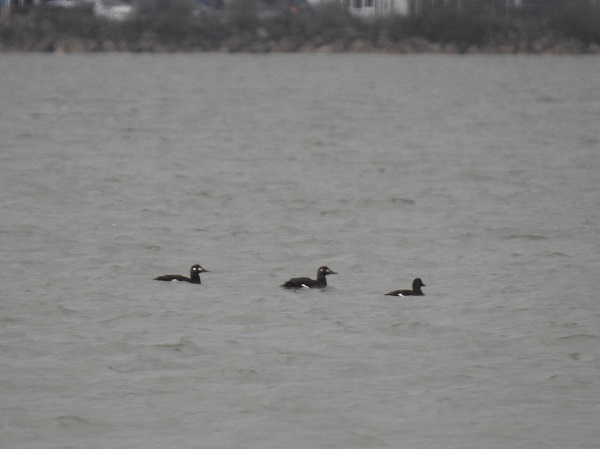 Velvet Scoter