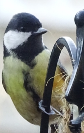 Great Tit