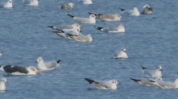 Ring-billed Gull