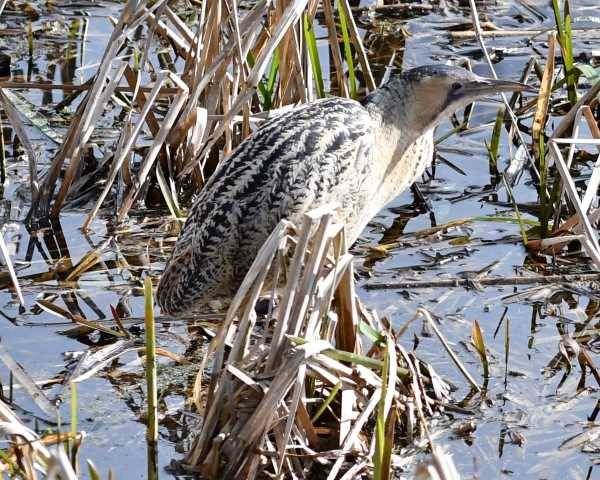 Bittern