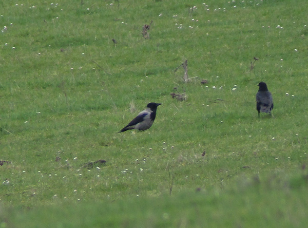 Hooded Crow