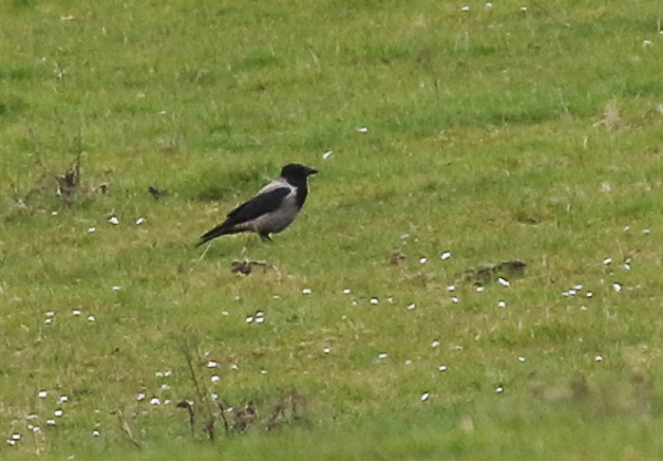 Hooded Crow