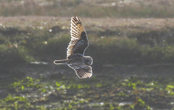 Short-eared Owl