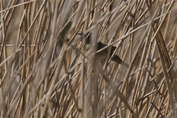 Grasshopper Warbler