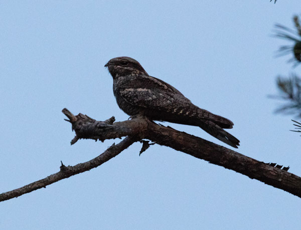 Nightjar