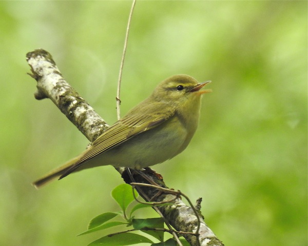 Wood Warbler