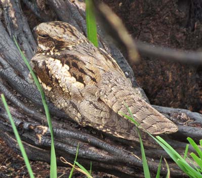 Nightjar