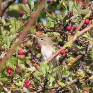 Eastern Olivaceous Warbler