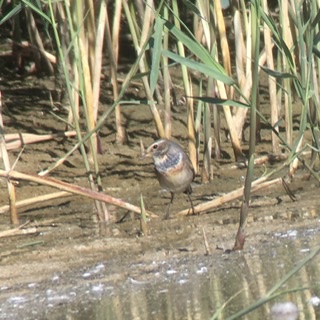 Bluethroat