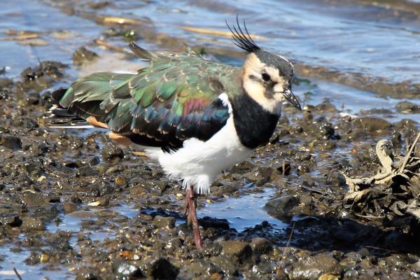 Lapwing