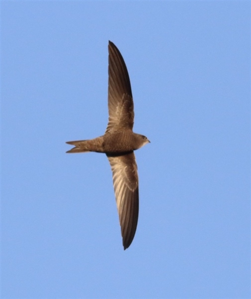 Pallid Swift