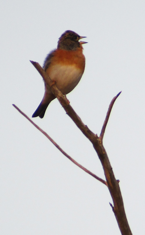 Brambling