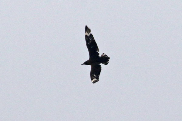 Great Skua