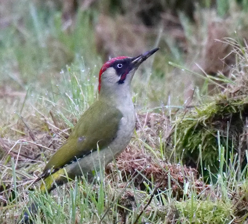 Green Woodpecker