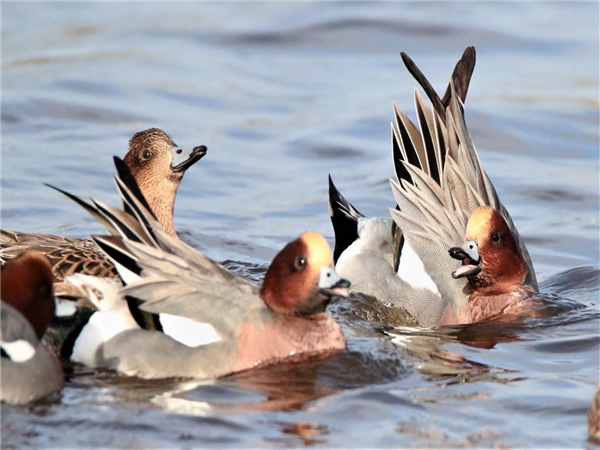 Wigeon