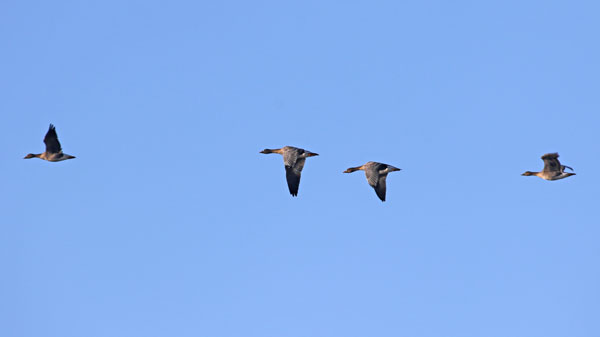 Tundra Bean Goose