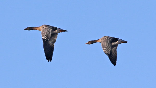 Tundra Bean Goose