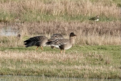 Tundra Bean Goose