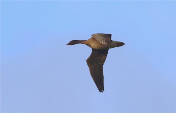 Tundra Bean Goose