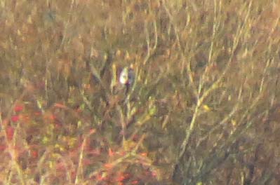 Great Grey Shrike