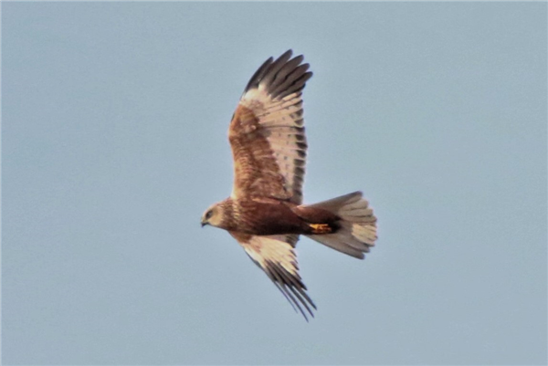 Marsh Harrier