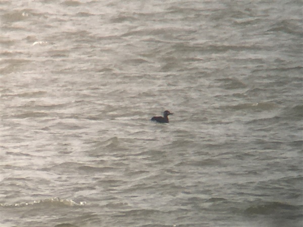 Velvet Scoter