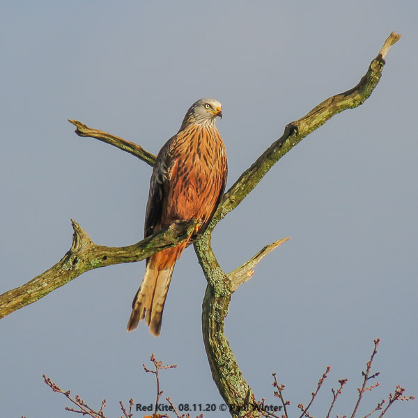 Red Kite