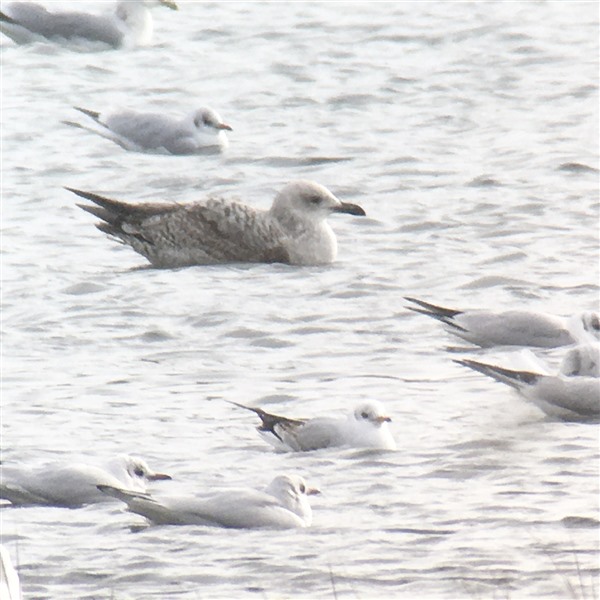 Yellow-legged Gull