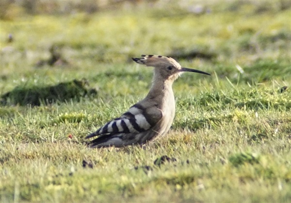 Hoopoe