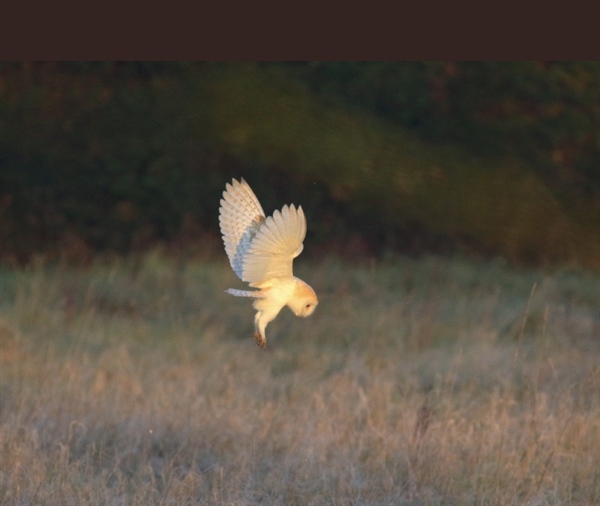 Barn Owl