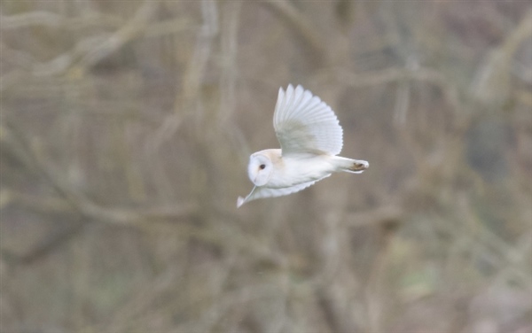 Barn Owl