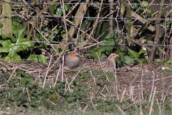 Grey Partridge