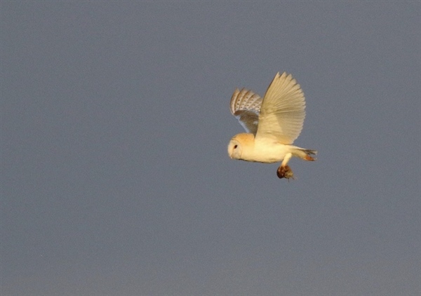 Barn Owl